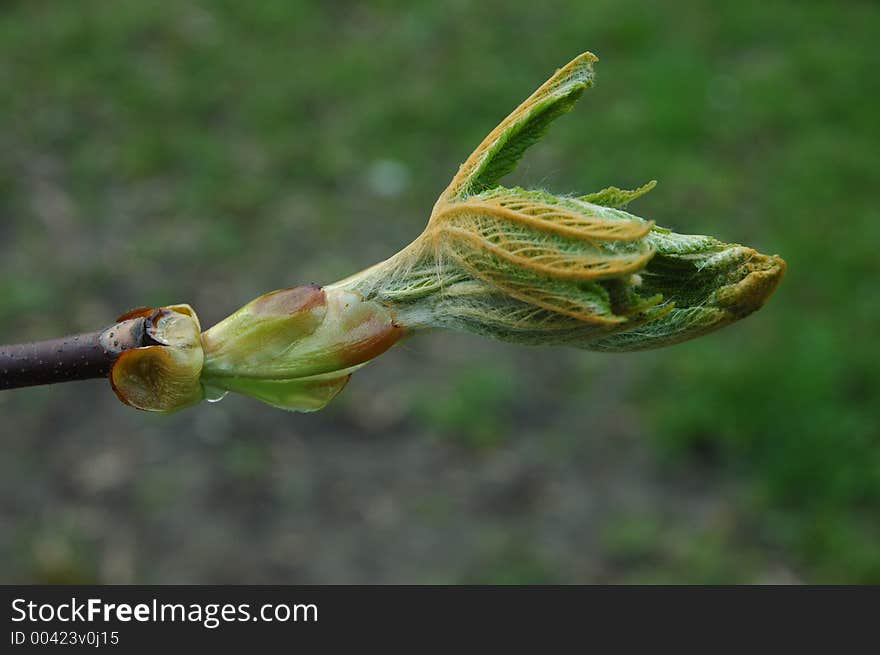 Spray of young chestnut leafs