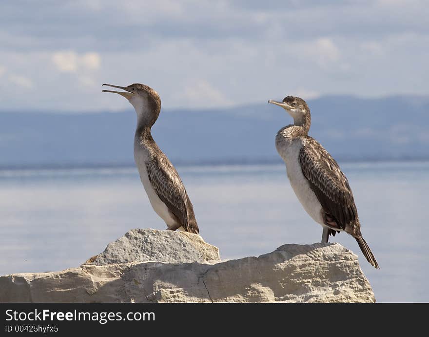 Cormorants