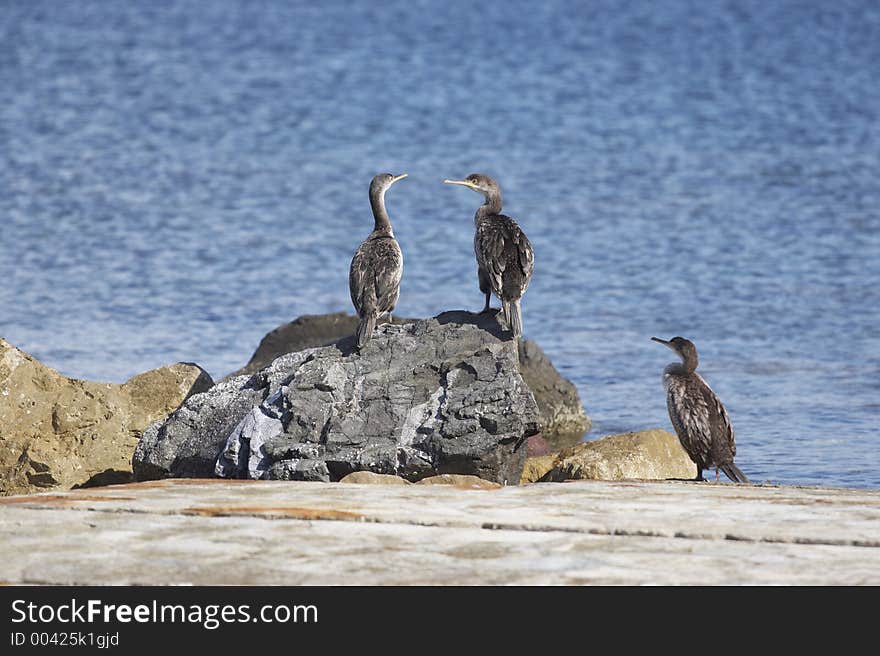 Cormorants