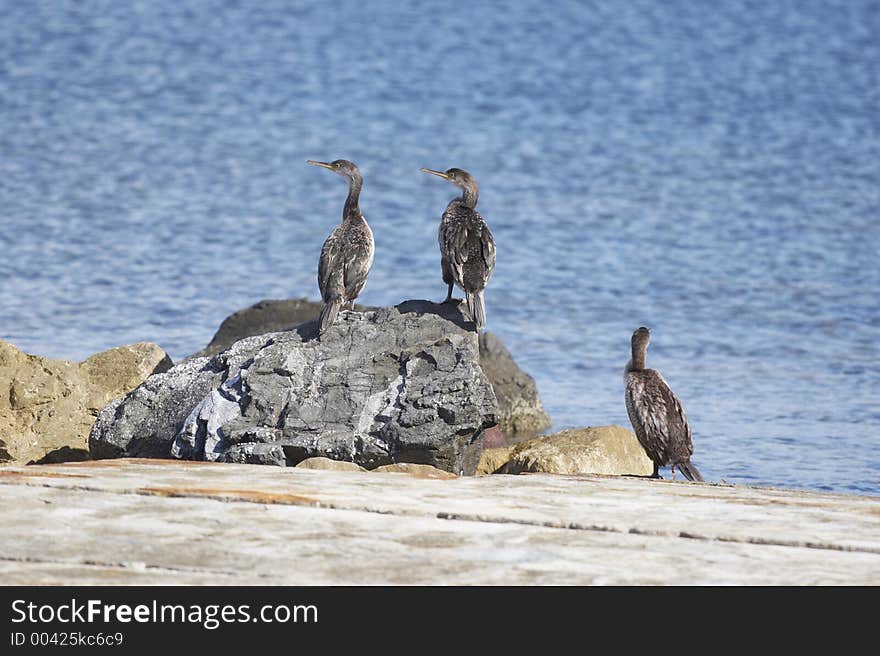 Cormorants