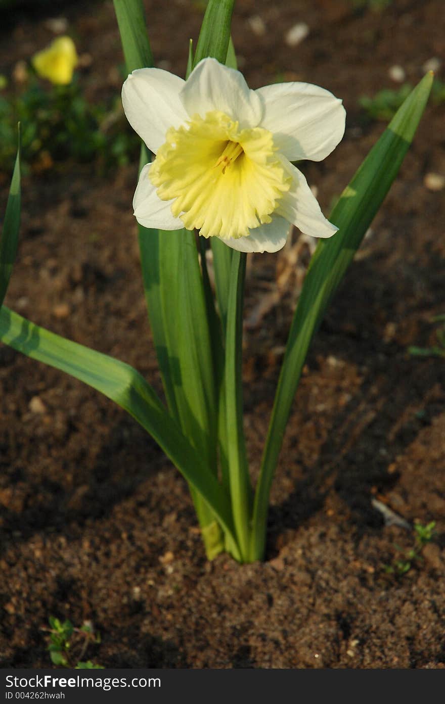 Jonquil in the garden