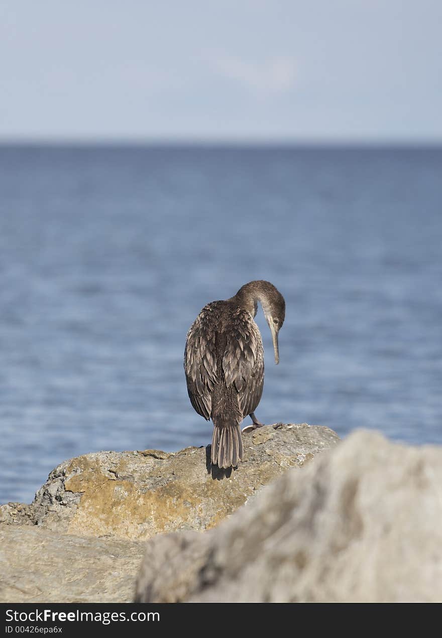 Cormorant