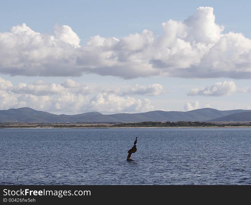 Cormorant in Stintino, Sardinia, Italy