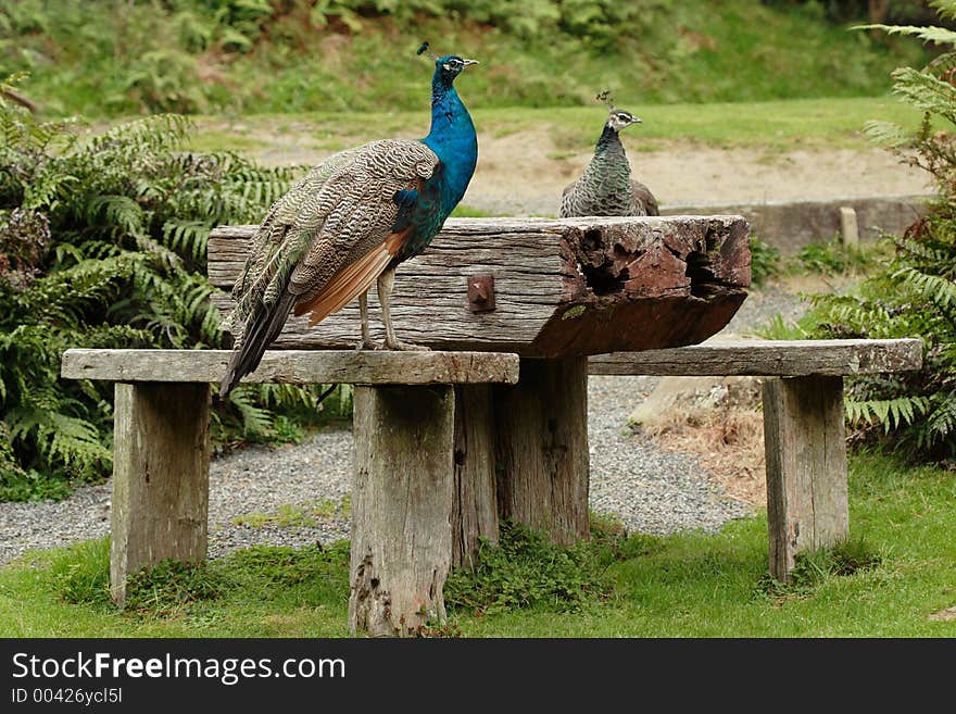 A peacock and peahen at a picnic table. A peacock and peahen at a picnic table