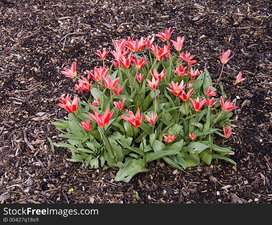 Tulips in a garden