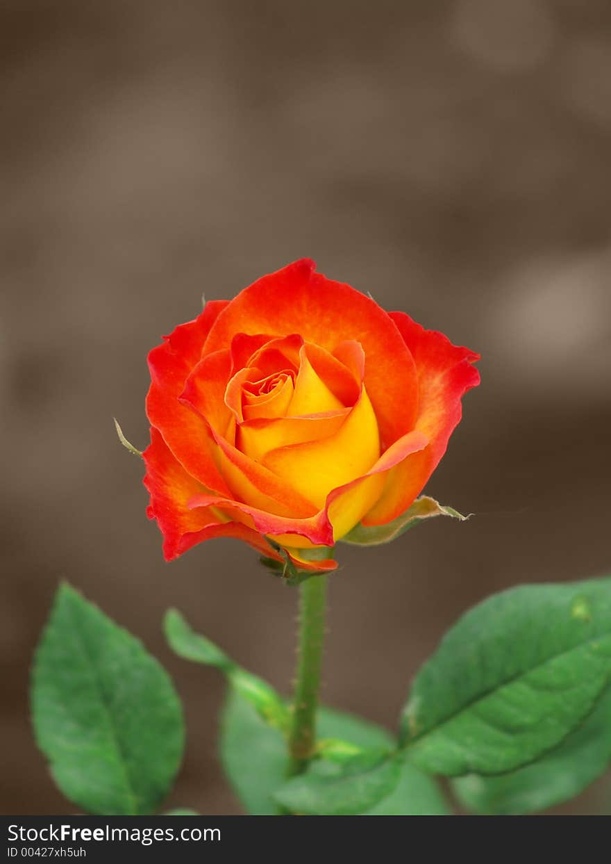 Close view of a beautiful Rose.