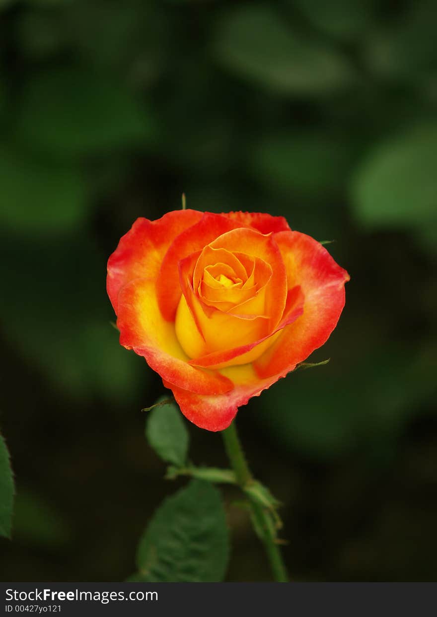 Close view of a beautiful Rose.