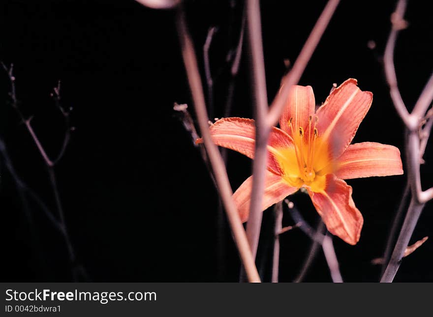 Red and yellow daylily on a black background. Red and yellow daylily on a black background.