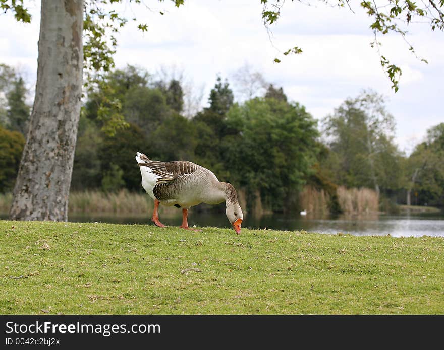 Goose feeding at the lake