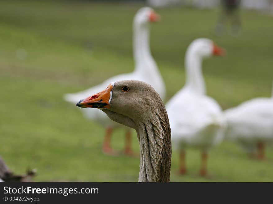 Goose giving you a curious look