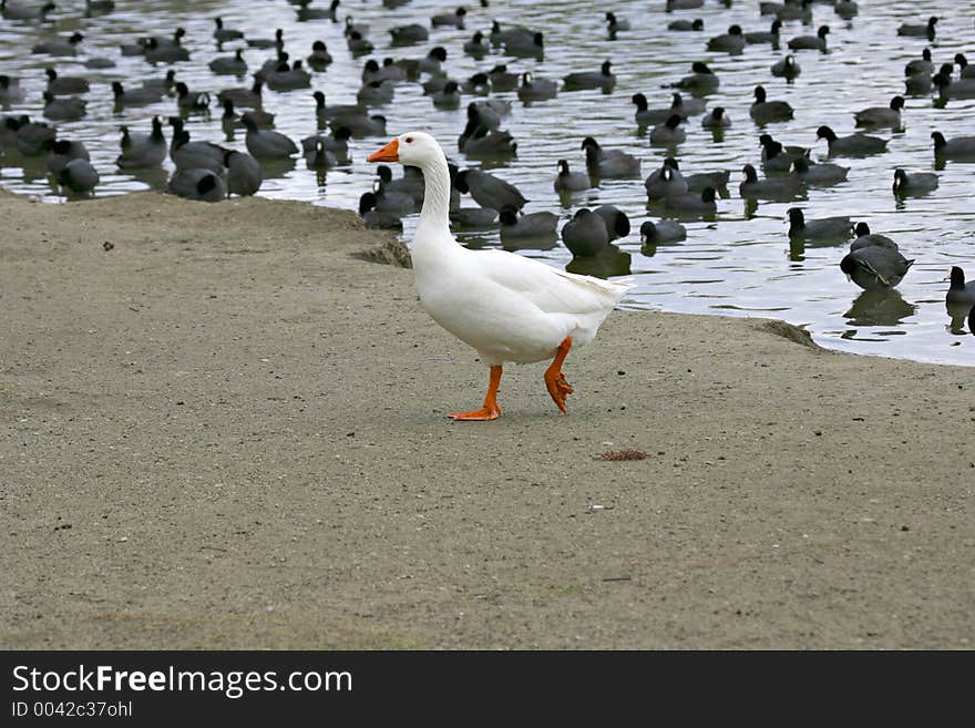 Lone embden at the lake amidst a flock of coots.