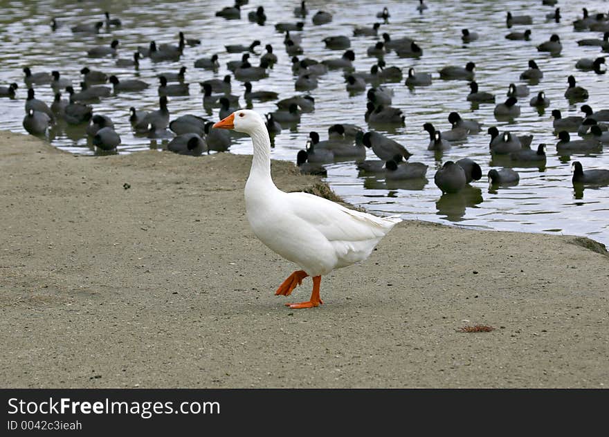 Lone embden at the lake amidst a flock of coots.