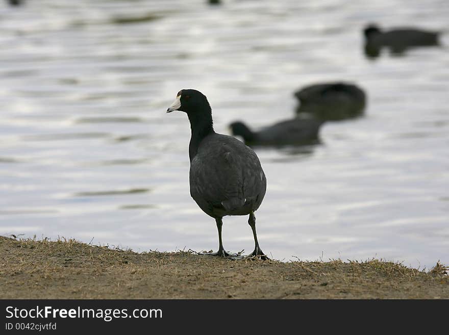 Coot