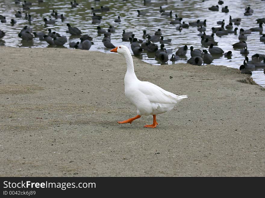 Lone embden at the lake amidst a flock of coots.