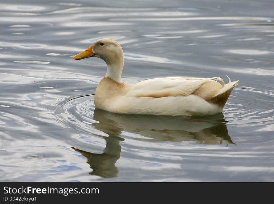 Duck swimming in the lake