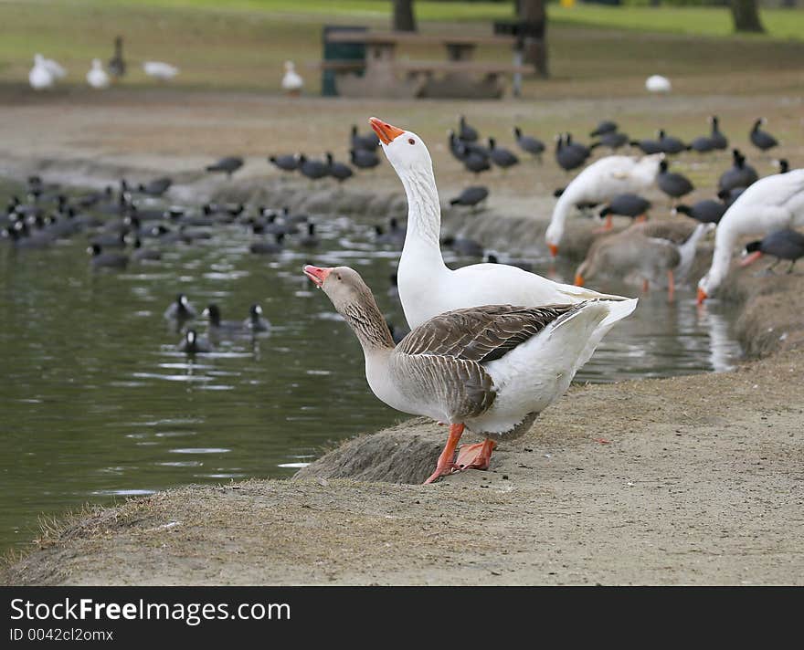 2 Geese Drinking