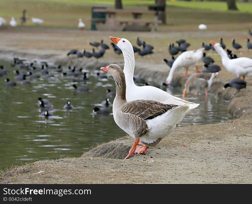 2 Geese Drinking