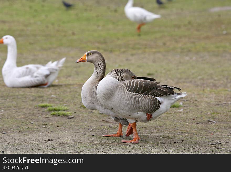 Geese standing on one foot