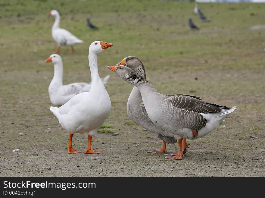 Embdens & Geese