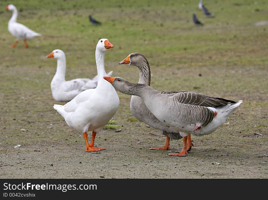 Embdens & Geese