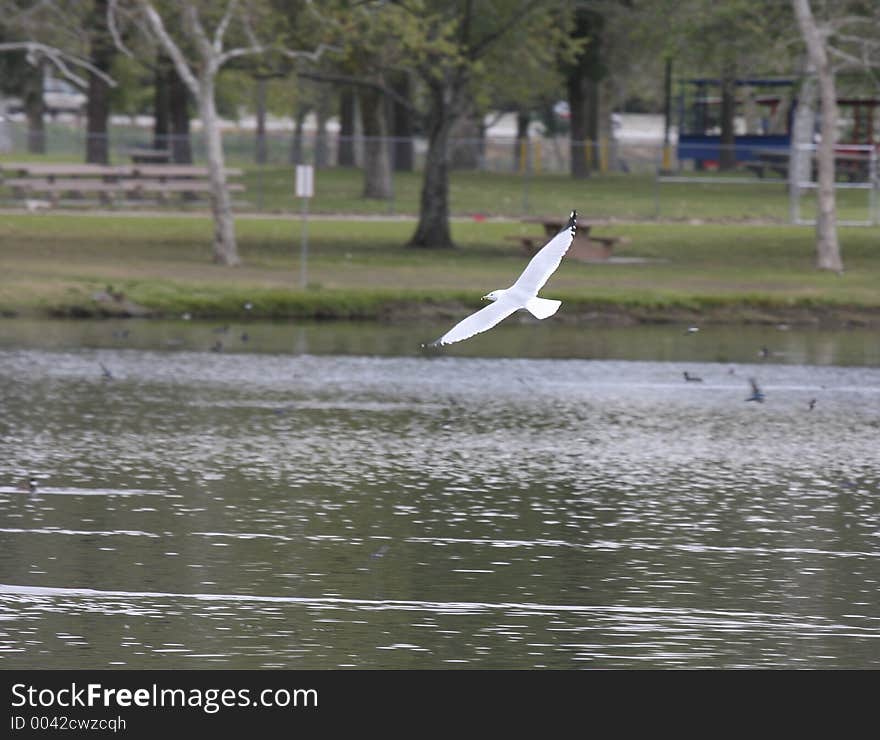 Ring-billed gull in flight