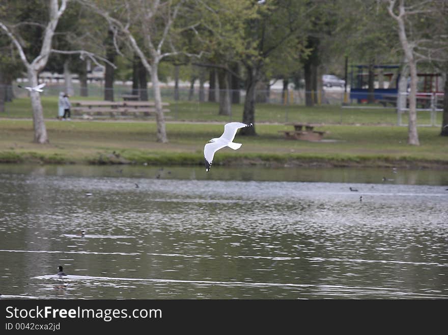 Ring-billed gull in flight