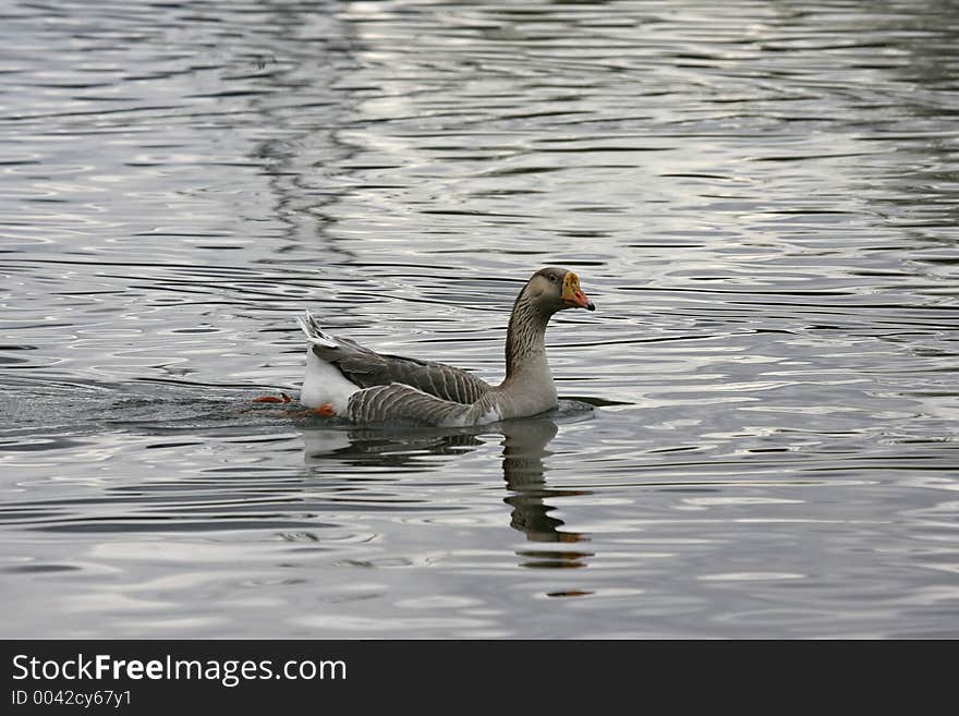 Goose swimming in the lake