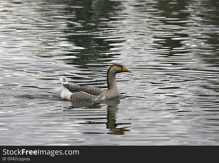 Goose swimming in the lake