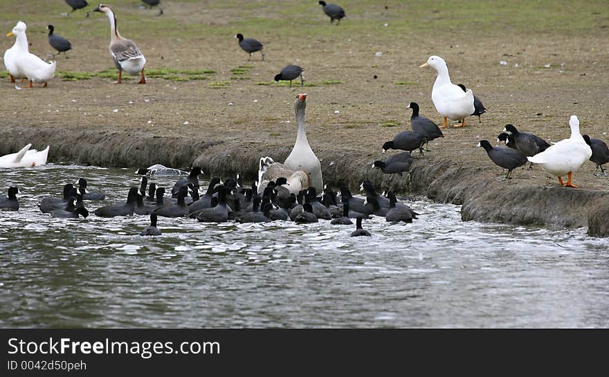 Goose with food attracts a swarm of American Coots. Goose with food attracts a swarm of American Coots