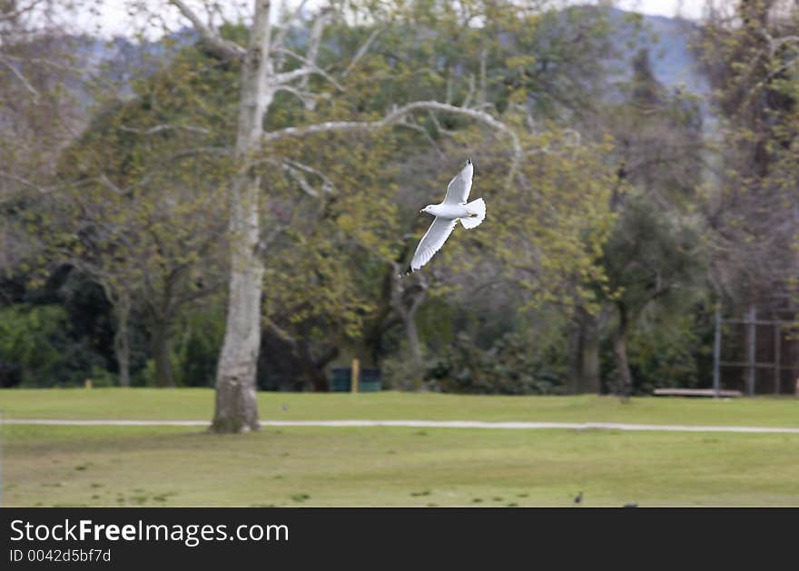 Ring-billed gull in flight