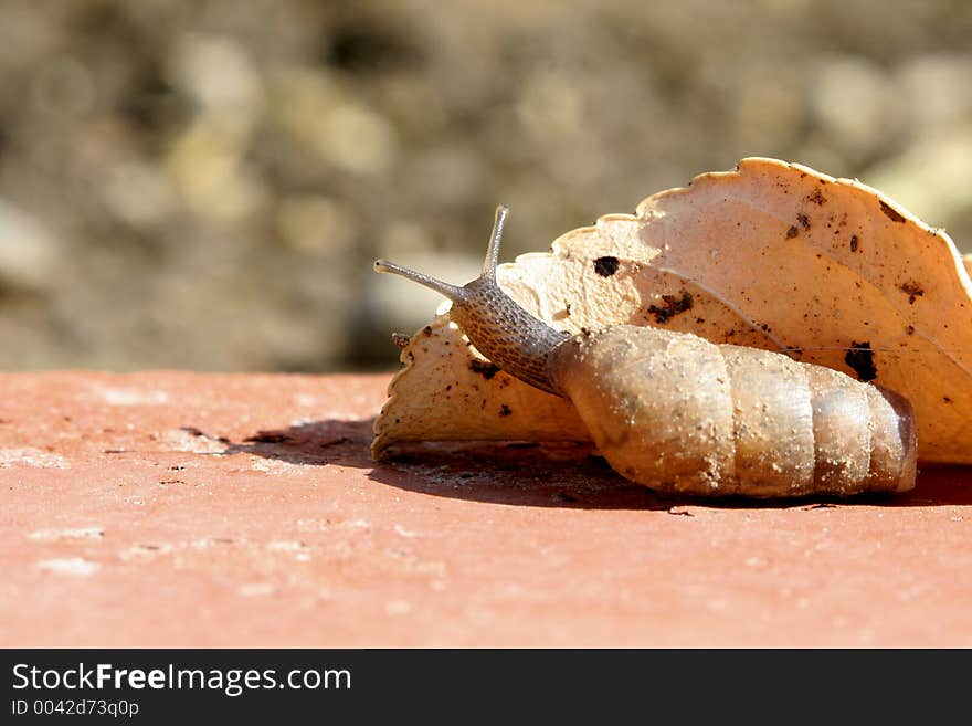 Curious slug peering around a leaf