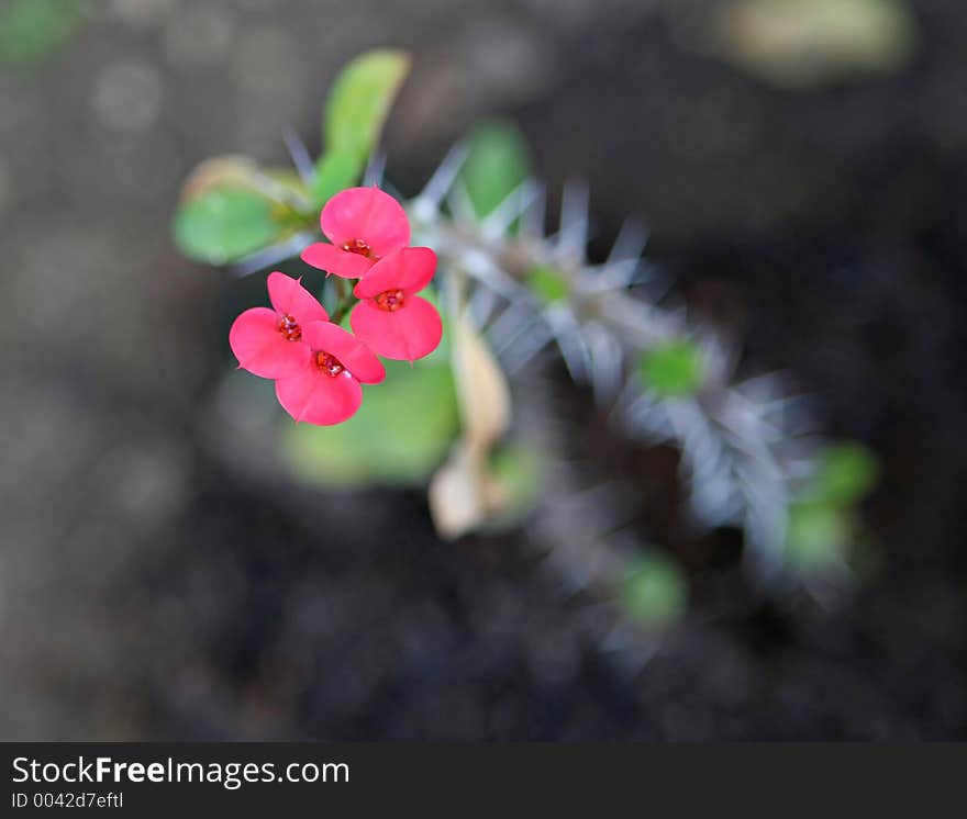 Euphorbia