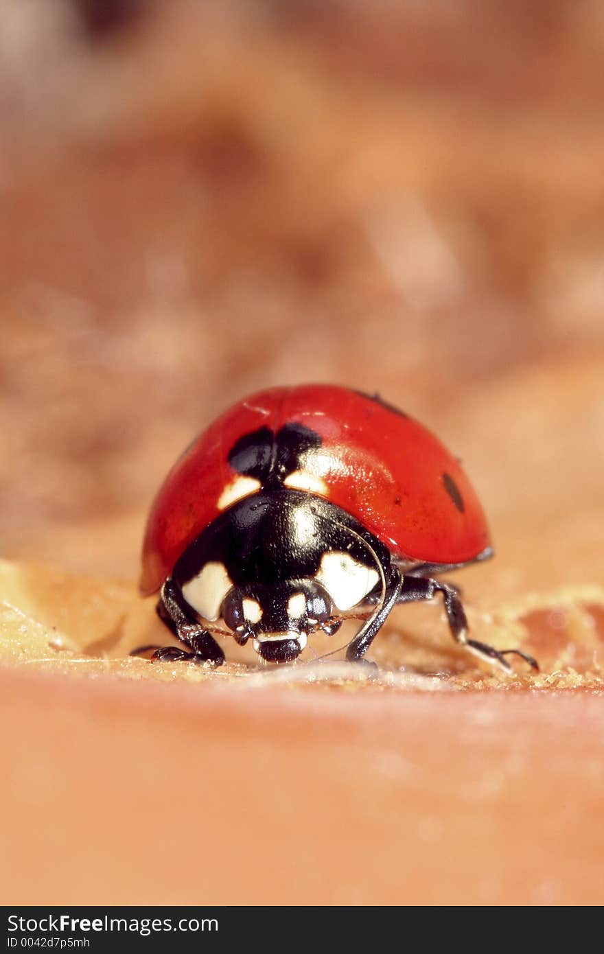 Sleeping Ladybug