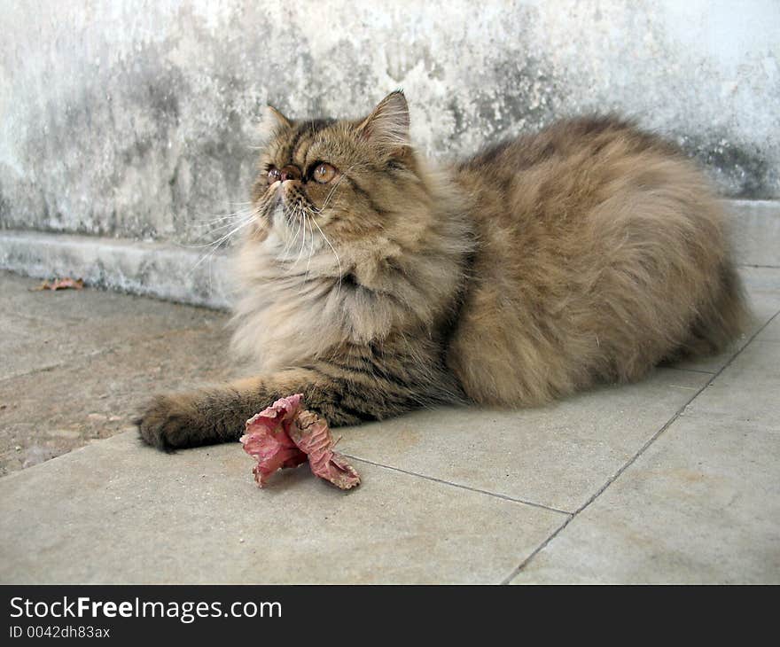 Persian cat and fallen leaf. Persian cat and fallen leaf