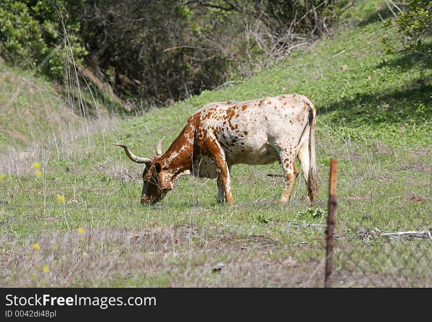 Grazing Bull