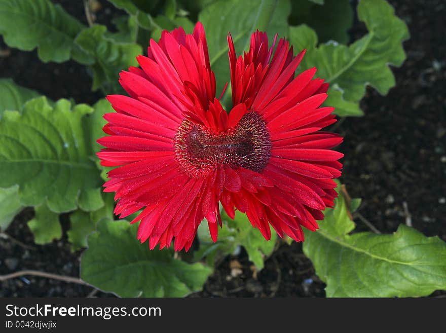 Mutant Daisy