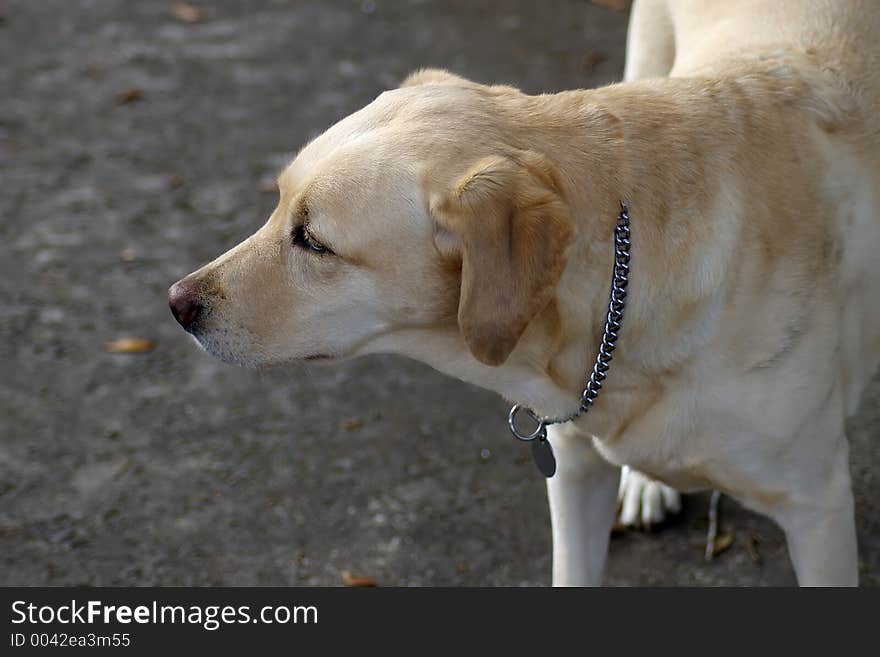 Close up of a gold labrador