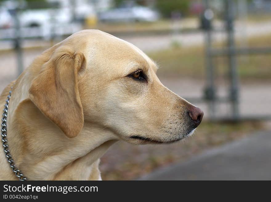 Close up of a gold labrador