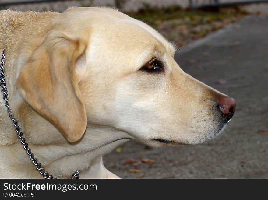 Close up of a gold labrador