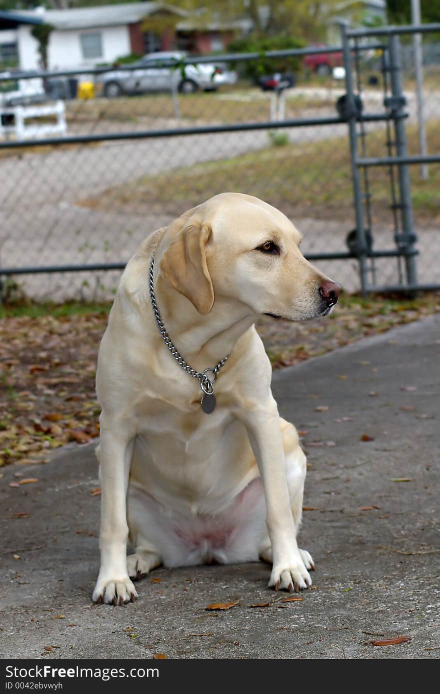 Close up of a gold labrador