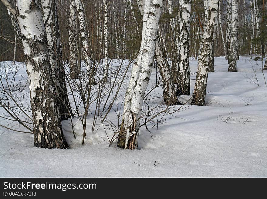 Birch Wood.