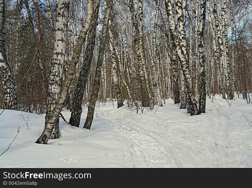 Birch Wood.