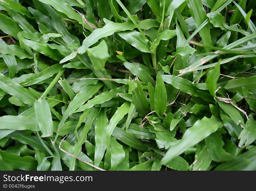 Close up of some lawn. Close up of some lawn.