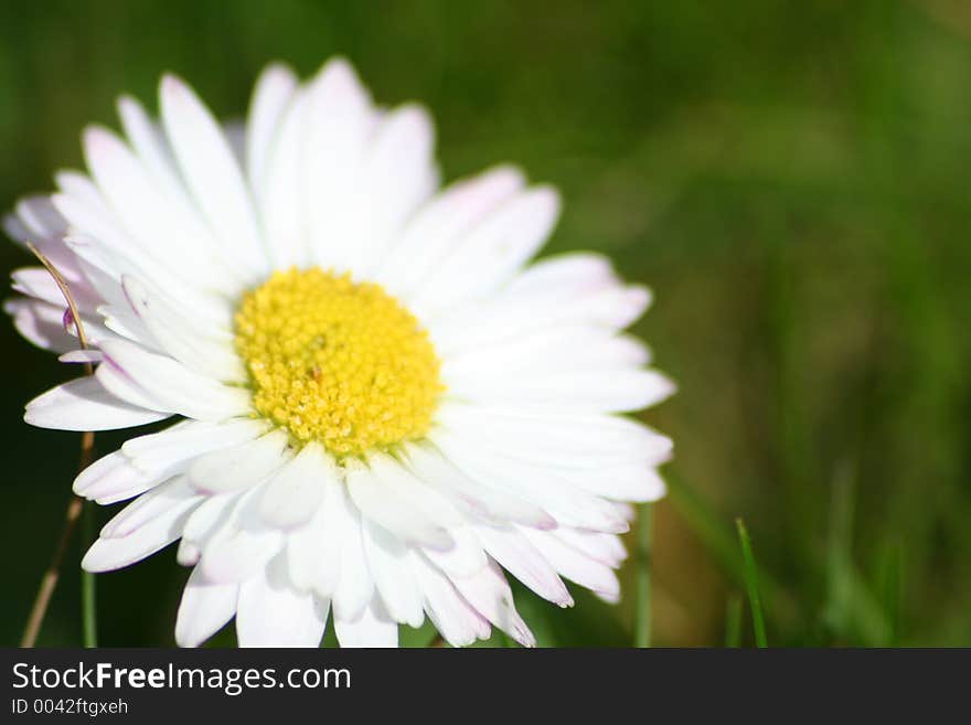 Close up of daisy