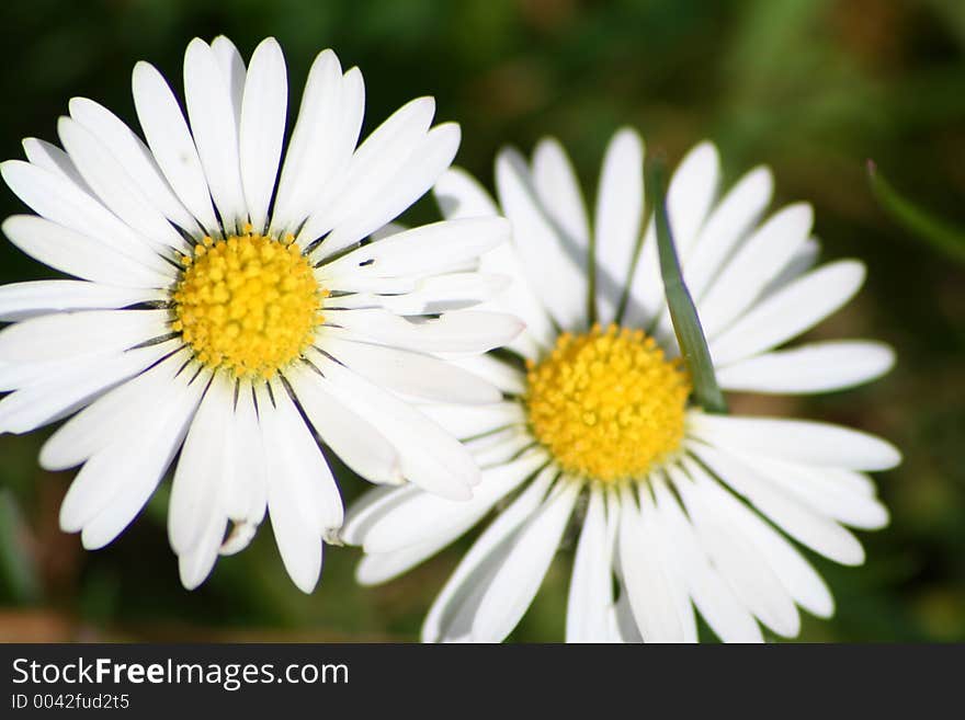 Daisies