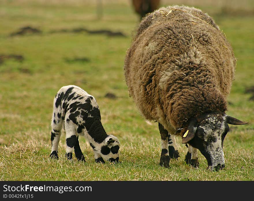 Mother and new born lamb eating grass together. Mother and new born lamb eating grass together