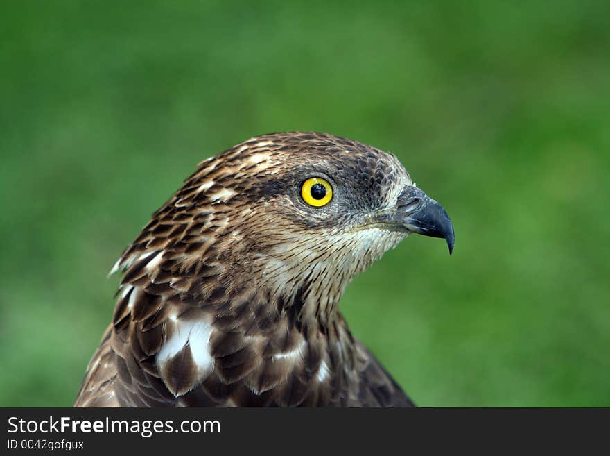 Eagle sitting on the ground