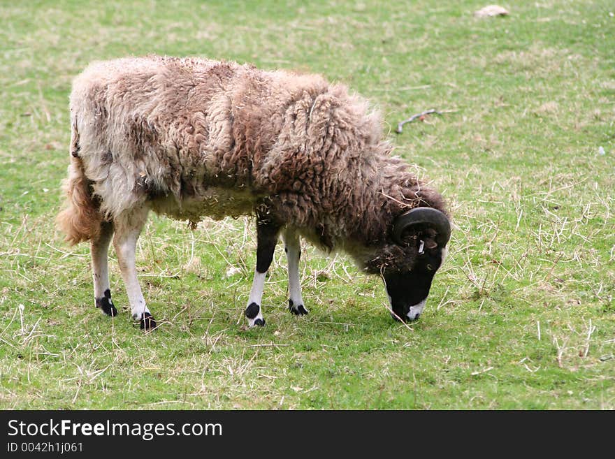 Sheep in field