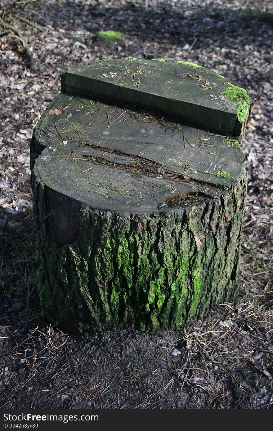 Tree stump and moss. Tree stump and moss