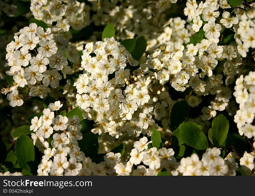 White blossoms